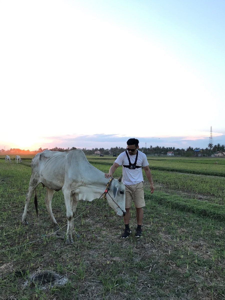Vang with a chest-mounted camera, petting a cow in a Cambodian rice field at sunset